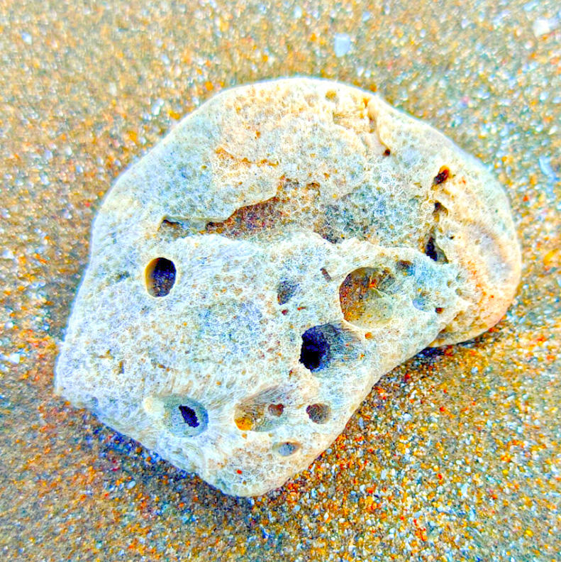 Hai Fu Shi (Pumice) plant