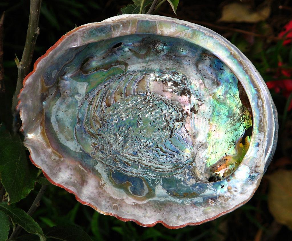 Shi Jue Ming (Abalone shells) plant