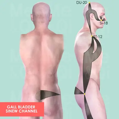 Gall Bladder Sinew Channel pathway