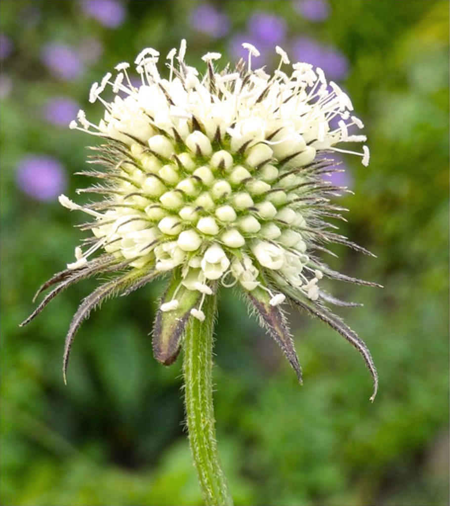 Xu Duan (Japanese teasel roots) plant
