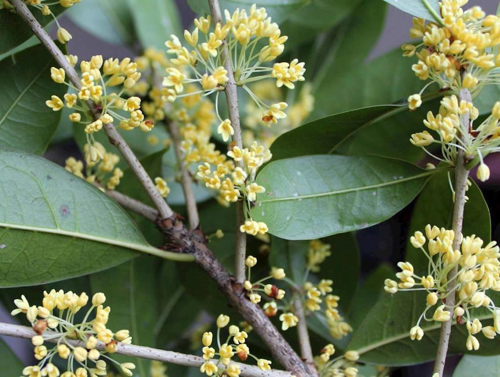 Gui Zhi (Cinnamon twigs) plant