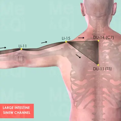 Large Intestine Sinew Channel pathway