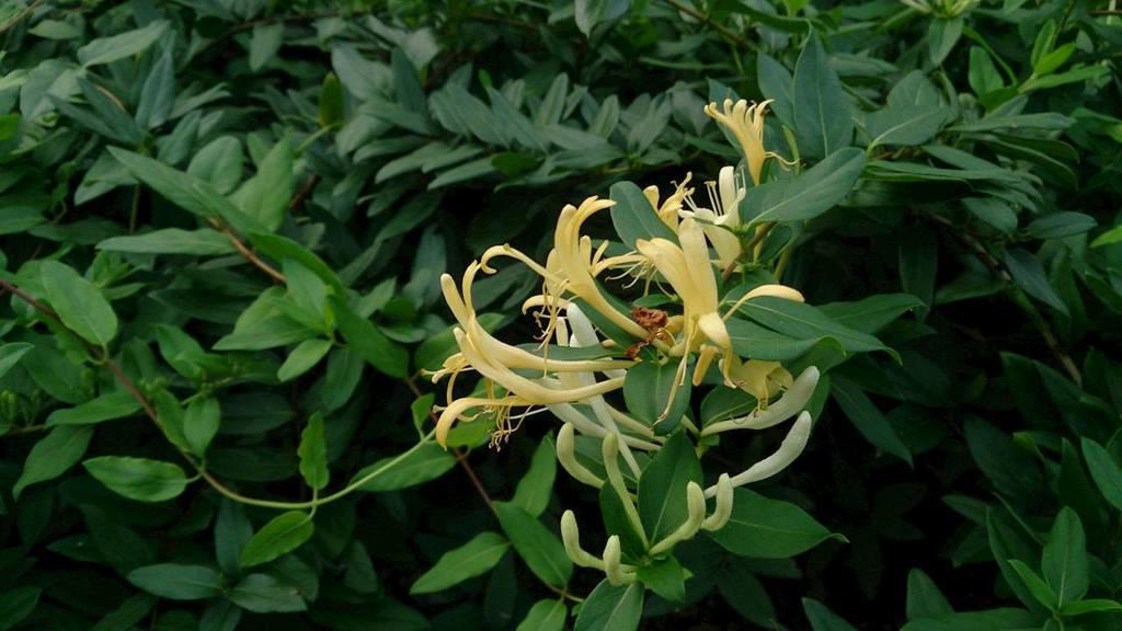Jin Yin Hua (Honeysuckle flowers) plant