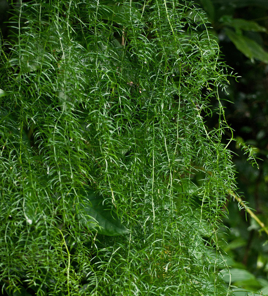 Tian Men Dong (Chinese asparagus tubers) plant