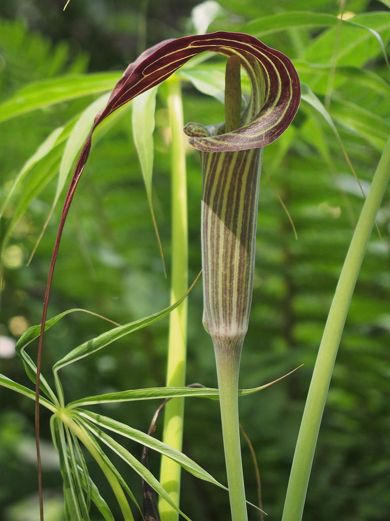 Tian Nan Xing (Arisaema) plant