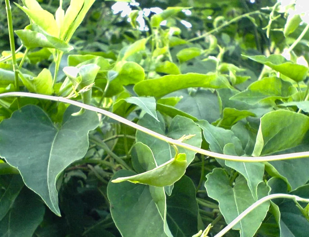 Ye Jiao Teng (Fleeceflower stems) plant
