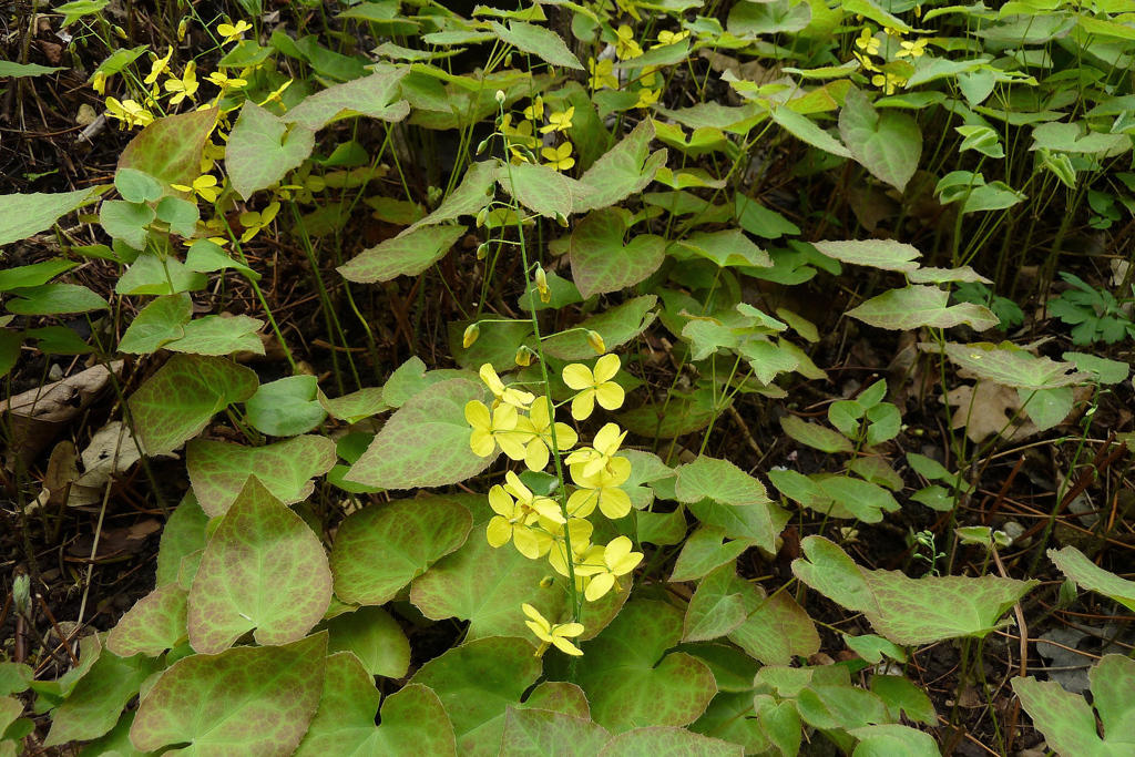 Yin Yang Huo (Epimedium herbs) plant