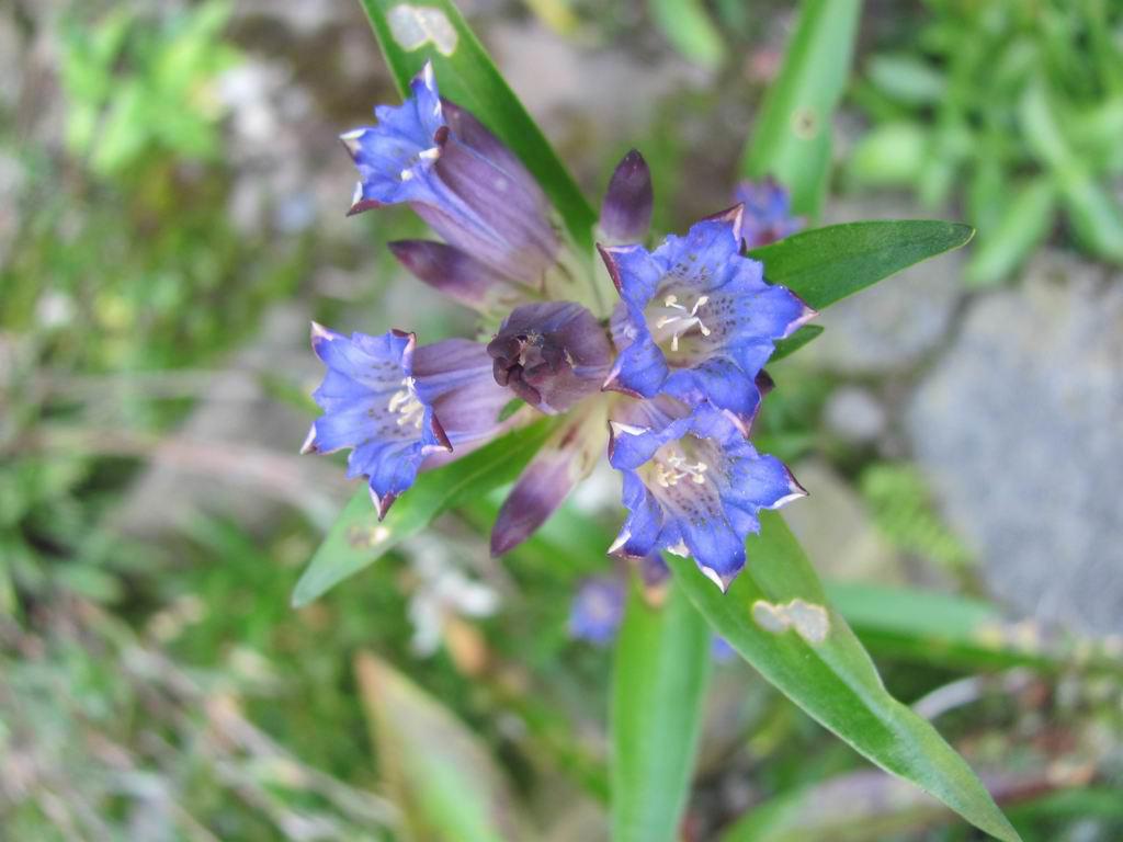 Qin Jiao (Gentian roots) plant