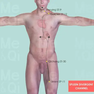 Spleen Divergent Channel pathway