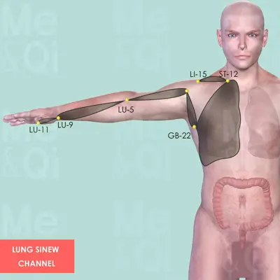 Lung Sinew Channel pathway