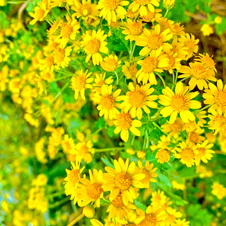 Ye Ju Hua (Wild chrysanthemum flower) plant