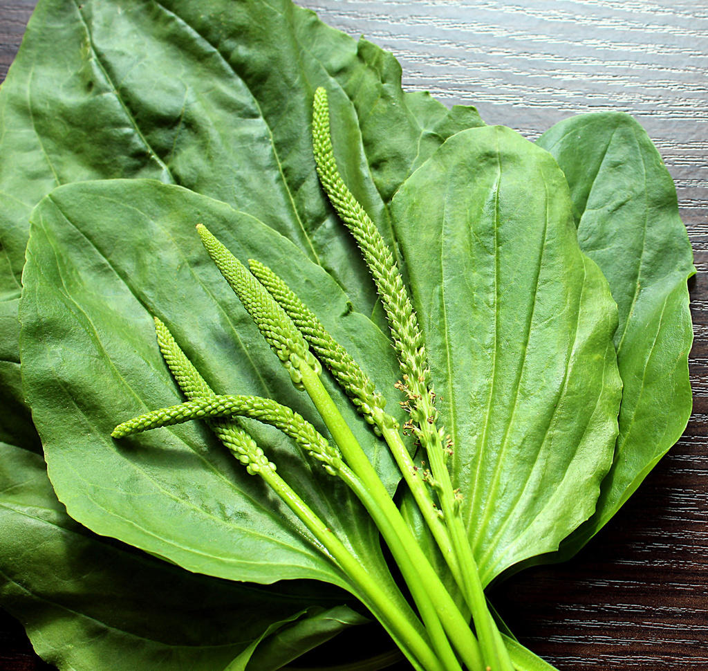 Che Qian Cao (Plantain herb) plant