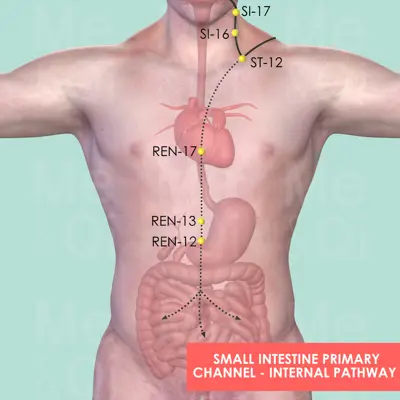 Small Intestine Primary Channel pathway