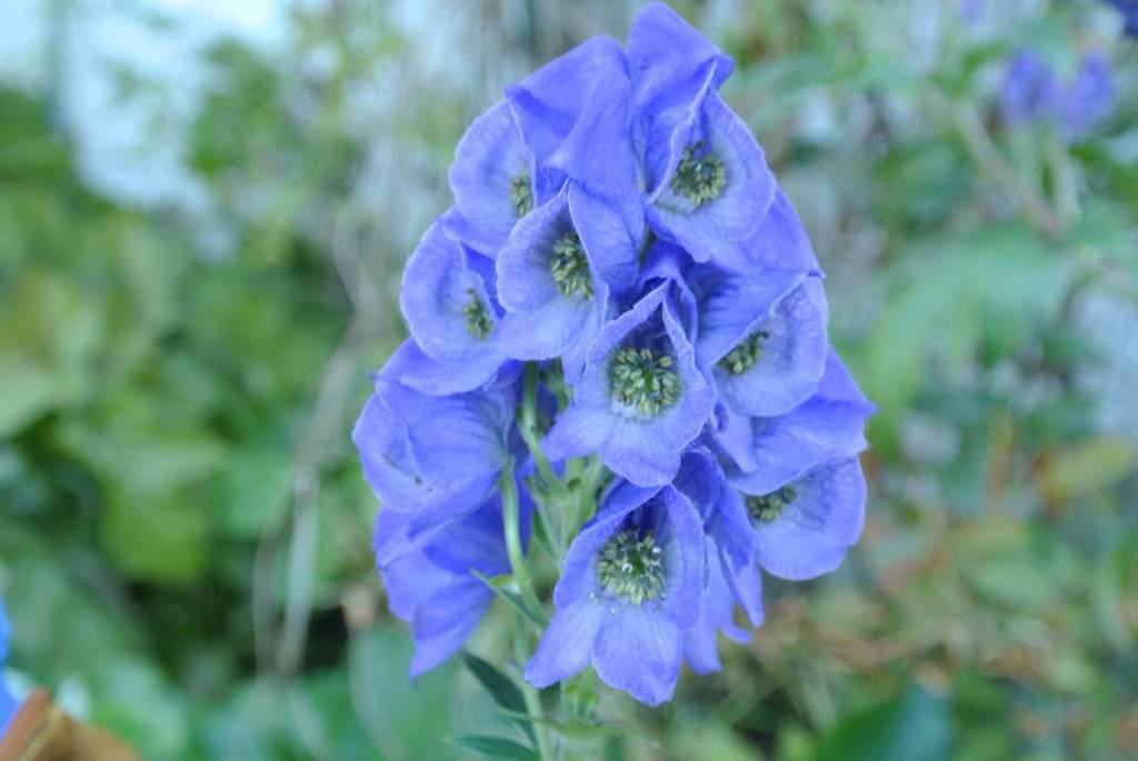 Zhi Chuan Wu (Prepared Sichuan aconite) plant