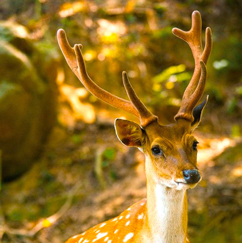 Lu Jiao (Deer antler) plant