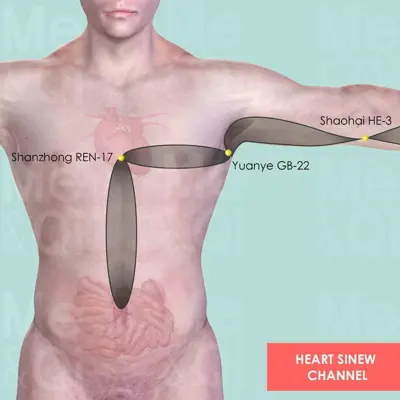 Heart Sinew Channel pathway