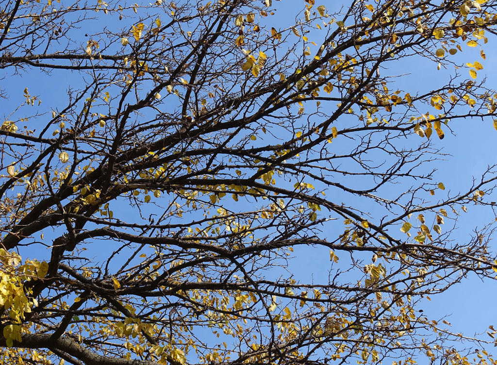 Sang Zhi (Mulberry twigs) plant
