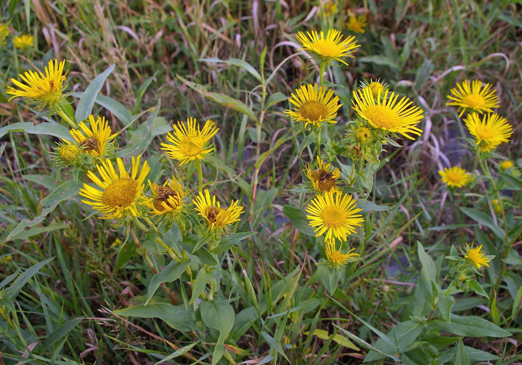 Xuan Fu Hua (Inula flowers) plant