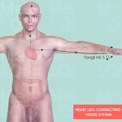 Heart Luo-Connecting Vessel System pathway