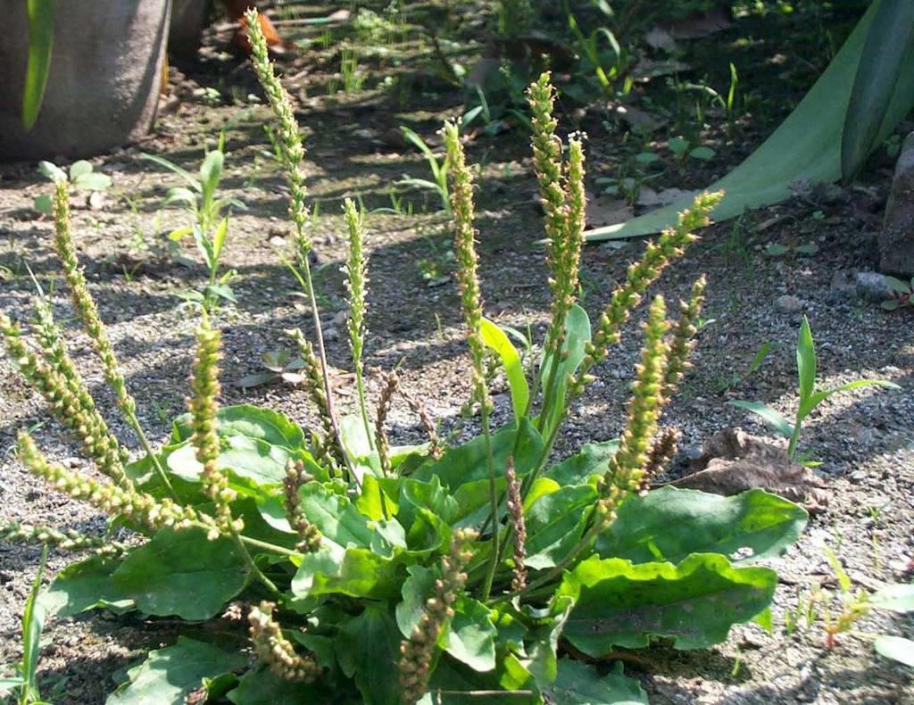 Che Qian Zi (Plantain seeds) plant