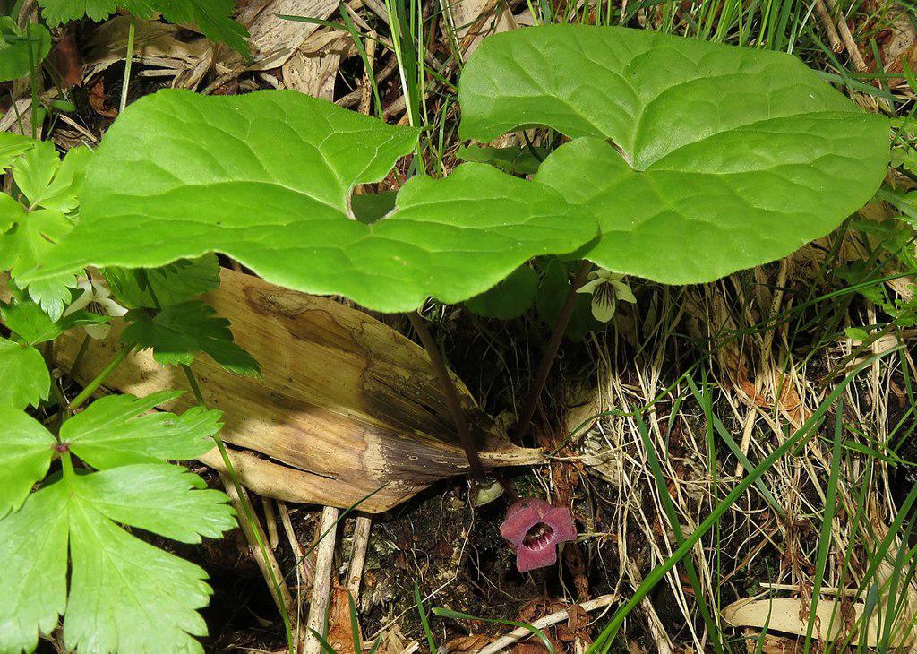 Xi Xin (Wild ginger) plant