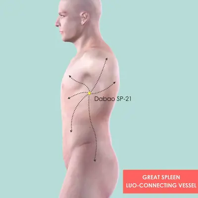 Spleen Luo-Connecting Vessel System pathway