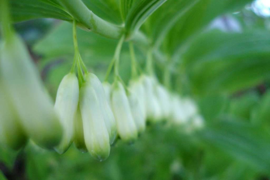 Huang Jing (King solomon's seal roots) plant