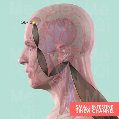 Small Intestine Sinew Channel pathway
