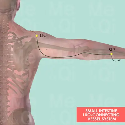 Small Intestine Luo-Connecting Vessel System pathway