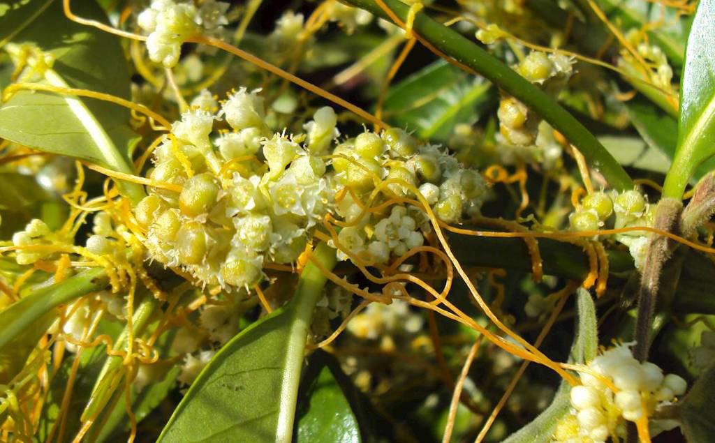 Tu Si Zi (Cuscuta seeds) plant